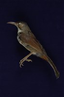 藏品(大彎嘴)的圖片